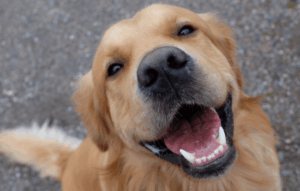 Entrenar a tu perro